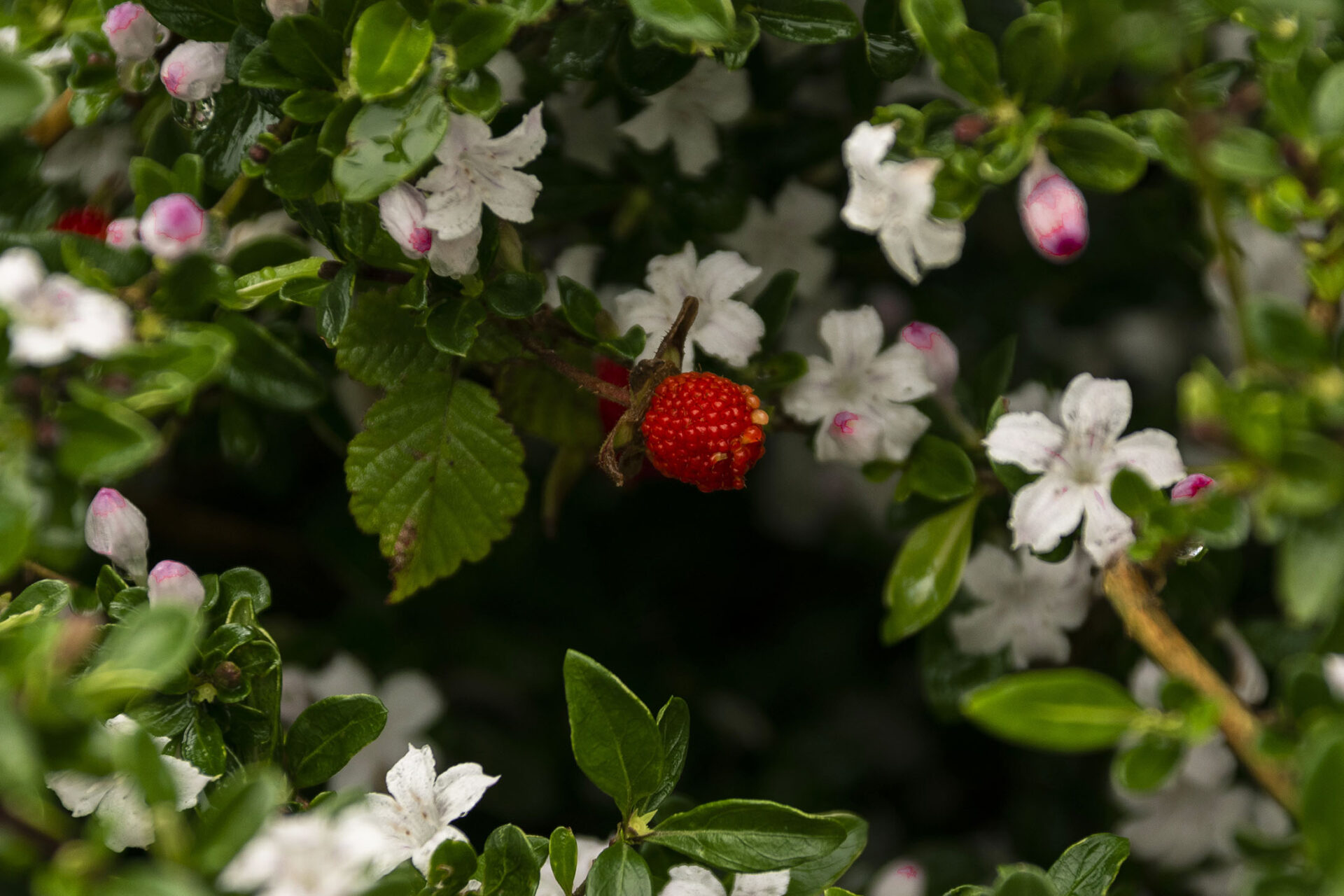 [NIKON D5500 / TAMRON 18-200mm] Capturing Time in Everyday Life
