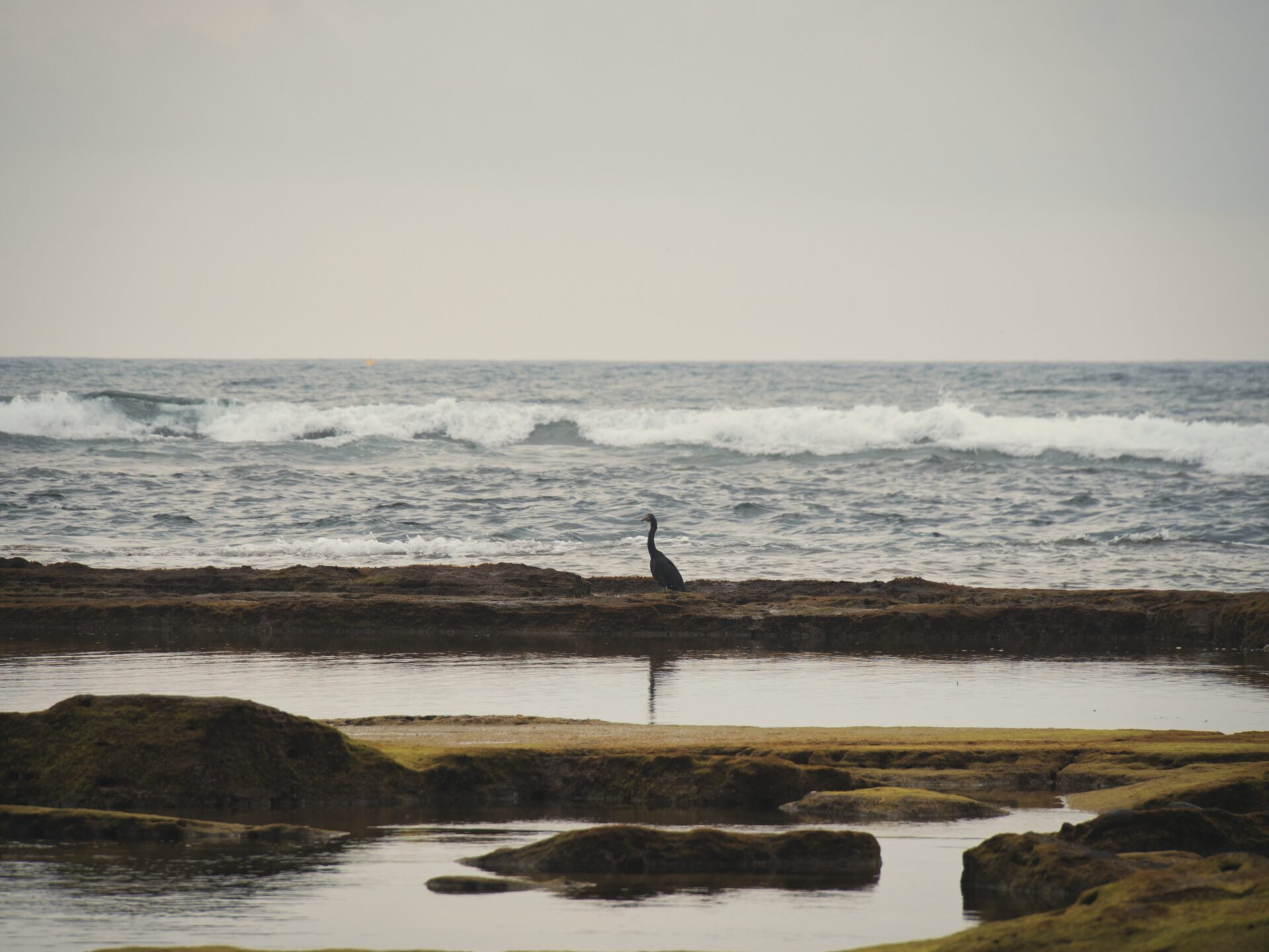 [PANASONIC LUMIX G95D_G99D] Exploring the Hidden Natural Wonders of Jeju's Secret Gardens