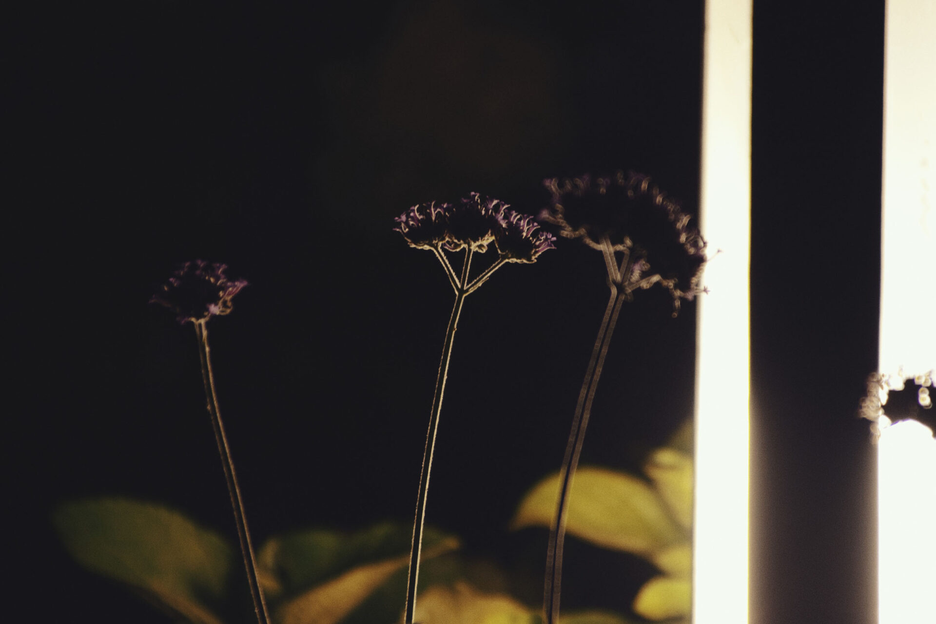 [NIKON D5500 / TAMRON 18-200mm] Snapshot Chronicles: Life in Pictures
