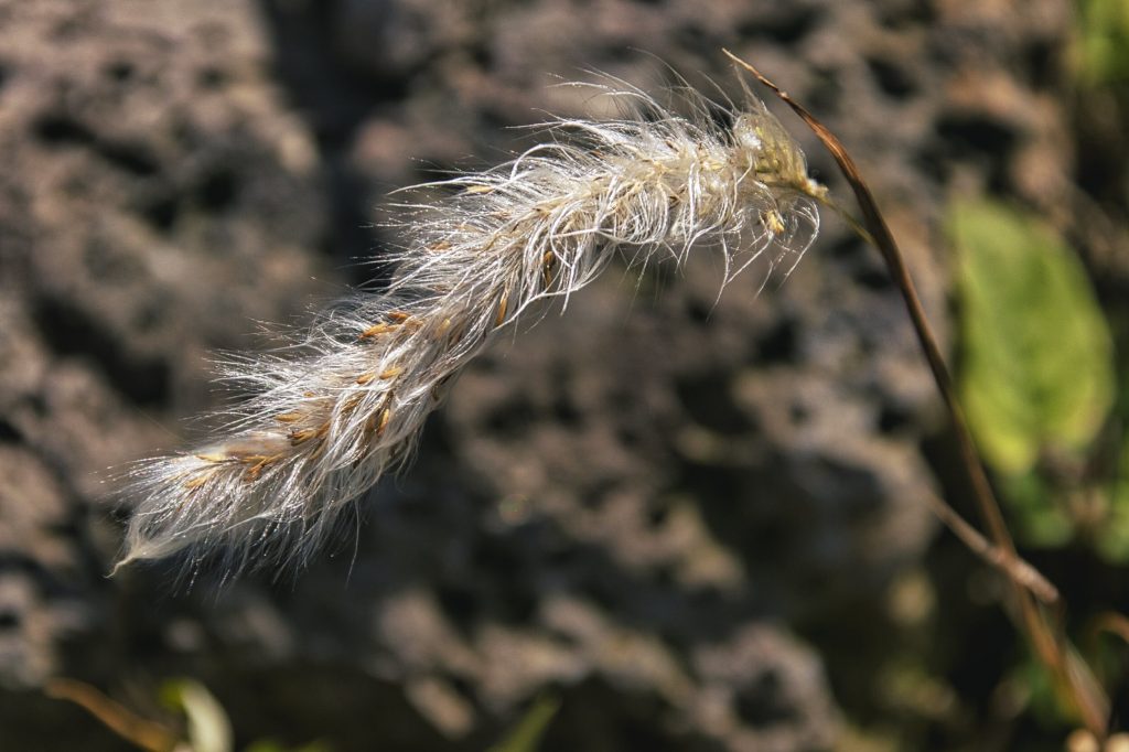 NIKON D5500 / TAMRON 18-200mm