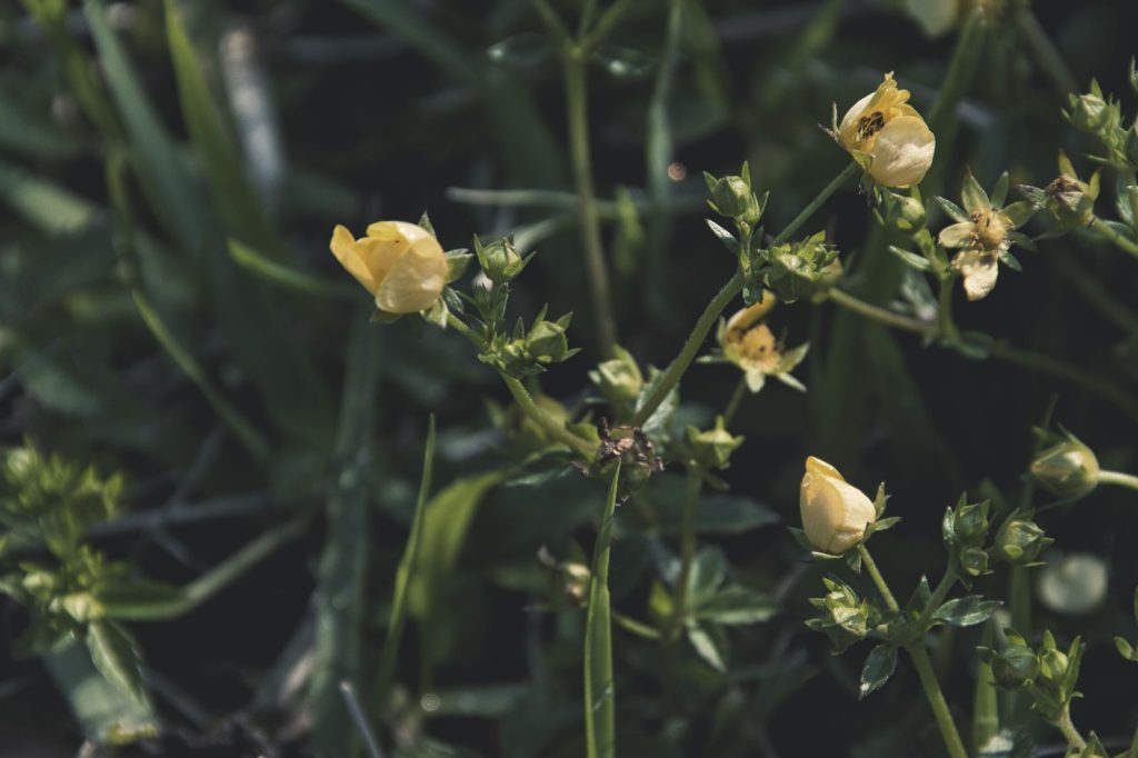 NIKON D5500 / TAMRON 18-200mm