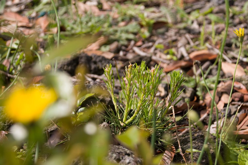 Flower photo