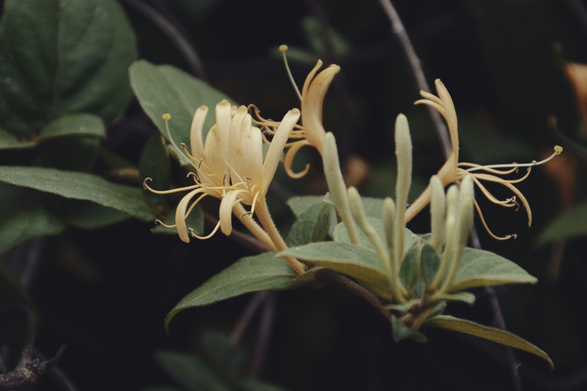 [NIKON D5500 / TAMRON 18-200mm] Floral Delights: Exploring the World of Exquisite Blossoms