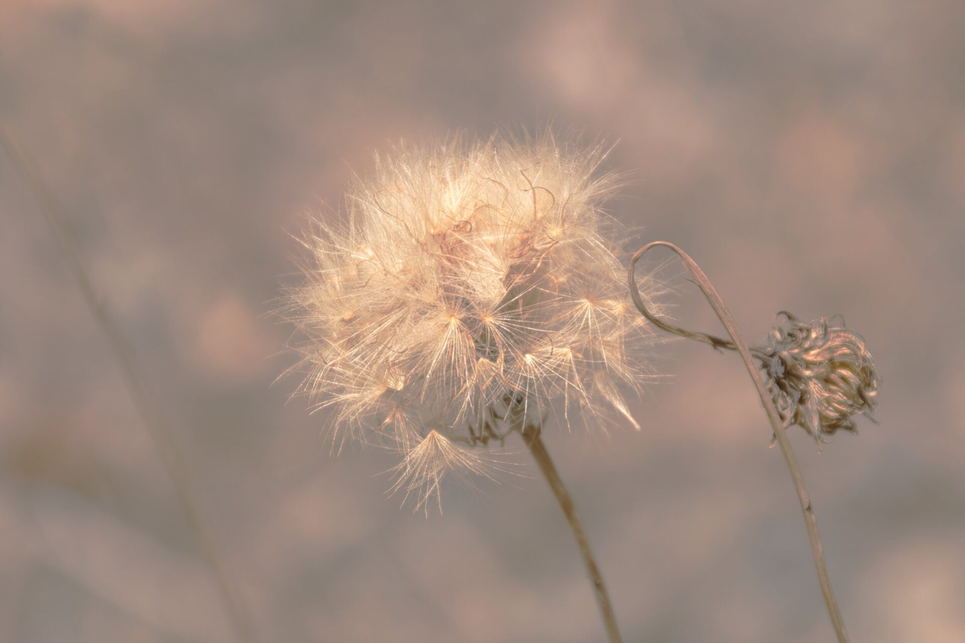 [NIKON D5500 / TAMRON 18-200mm] 日常照片 20