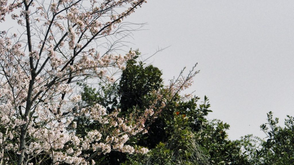 꽃 사진