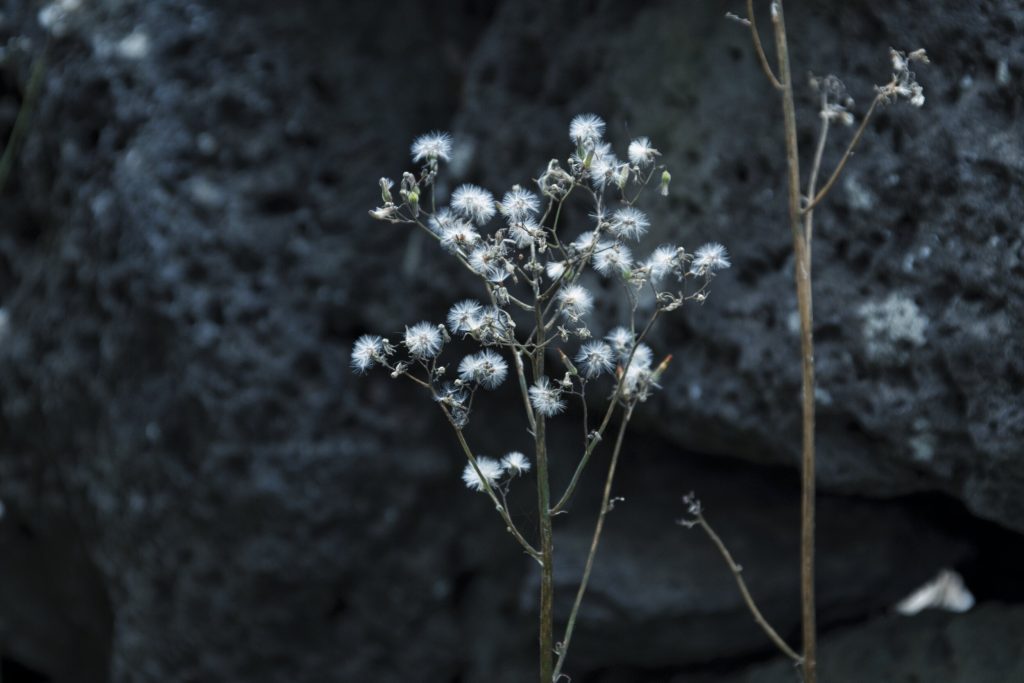 Flower photo