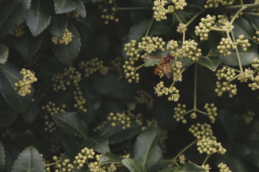 Flower photo