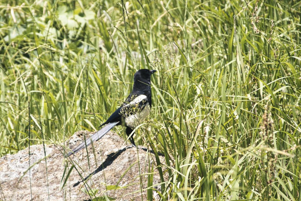 Bird photo