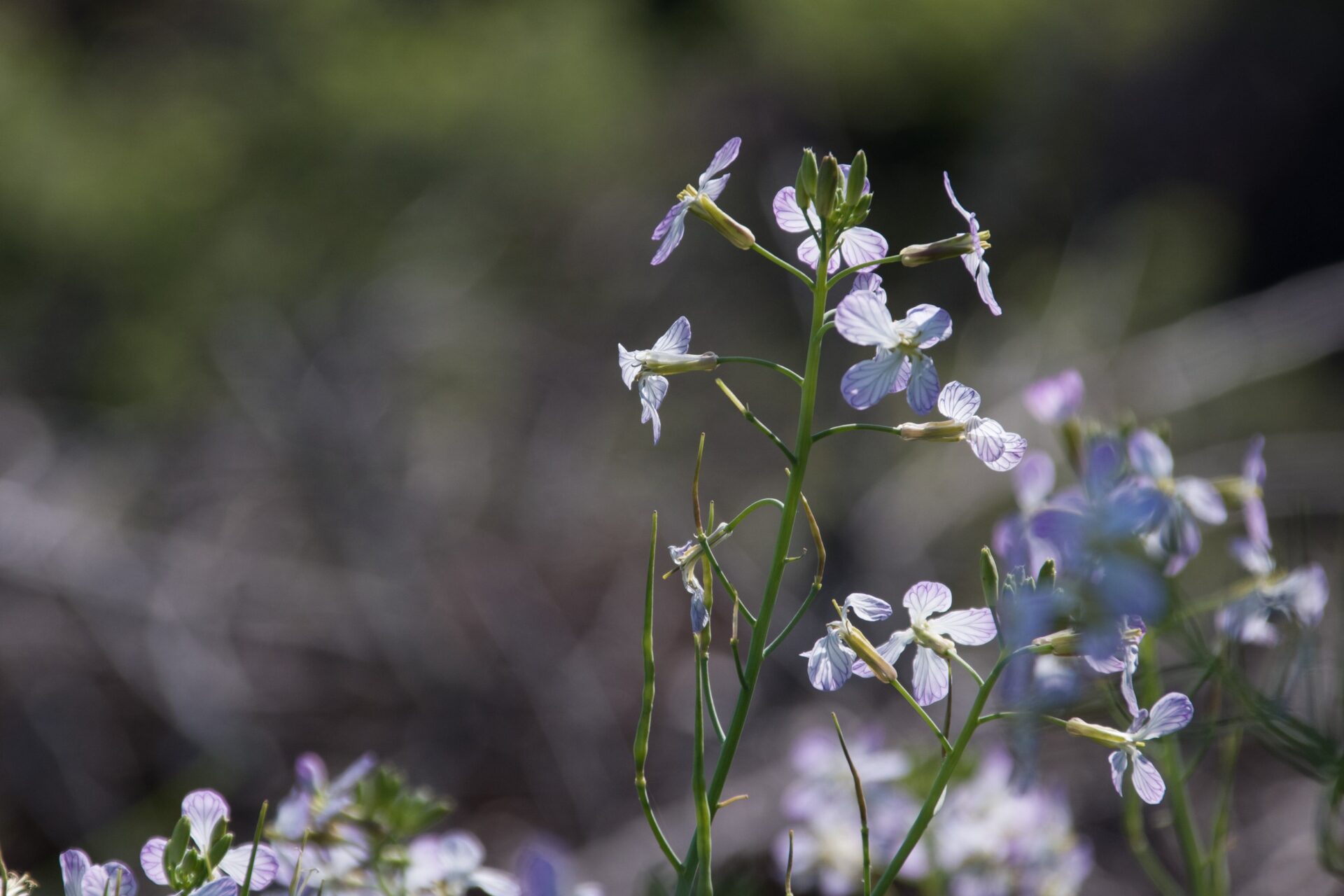 Blooming Beauty: A celebration of nature's wonders.