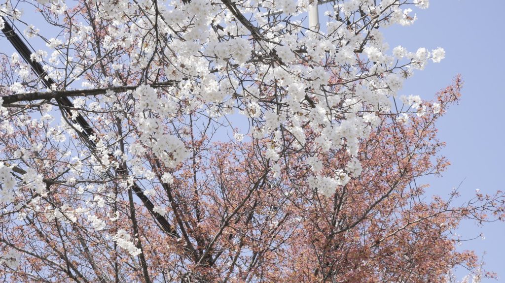 PANASONIC G95D LUMIX G VARIO 12-60mm 旅