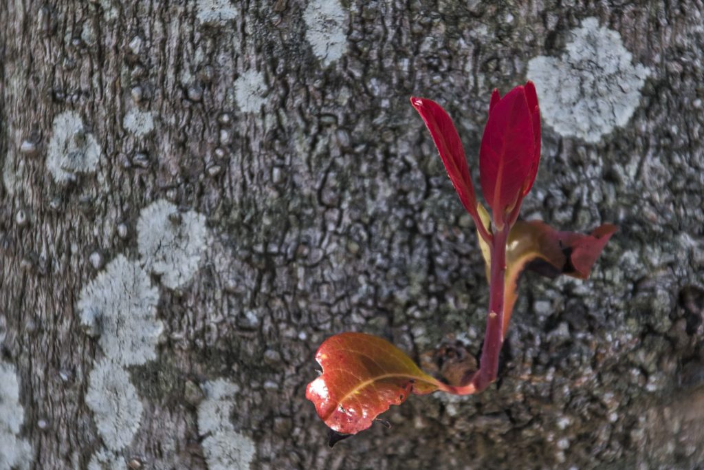 फूल फोटो
<p>NIKON D5500 TAMRON 18-200mm Journey" class="wp-image-677"/></figure></p>
<!-- /wp:image -->
<!-- wp:paragraph -->
<p>The midday sun paints everything in a soft, gentle light that wraps around us like a comforting embrace. A leisurely stroll through a park reveals the elegance of a squirrel as it scampers up a tree, and the laughter shared with a friend over a simple picnic becomes a symphony of joy. It's in these moments that the true essence of life reveals itself – not in the grand gestures, but in the whispers of laughter and the quiet rustling of leaves.</p>
<!-- /wp:paragraph -->
<!-- wp:paragraph -->
<p></p>
<!-- /wp:paragraph -->
<!-- wp:image {