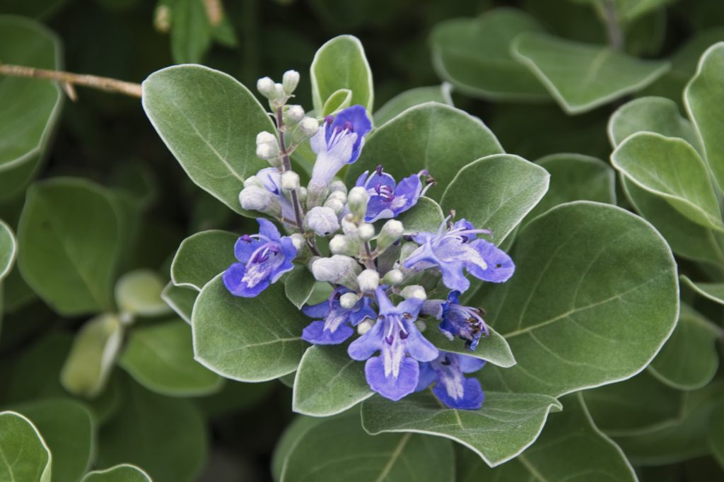 Flower photo