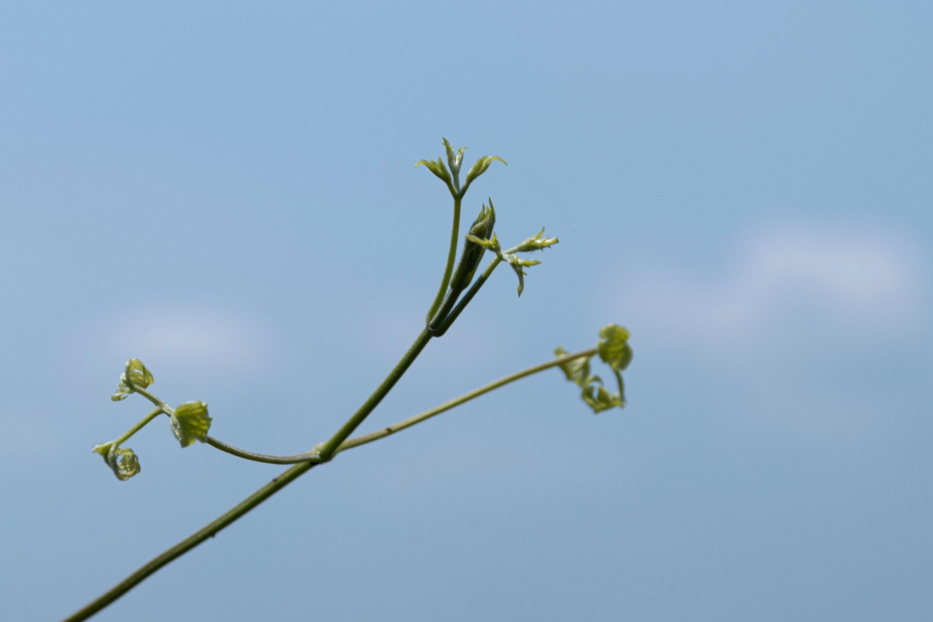 [NIKON D5500 / TAMRON 18-200mm / ChatGPT] 자연의 팔레트: 화려한 꽃들의 여정