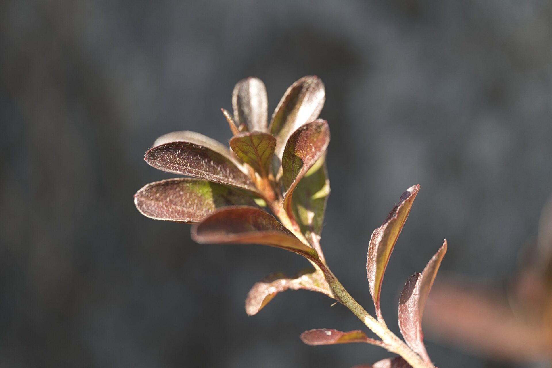 Panasonic Lumix S5 and SIGMA A 105mm MACRO Sample photos 3