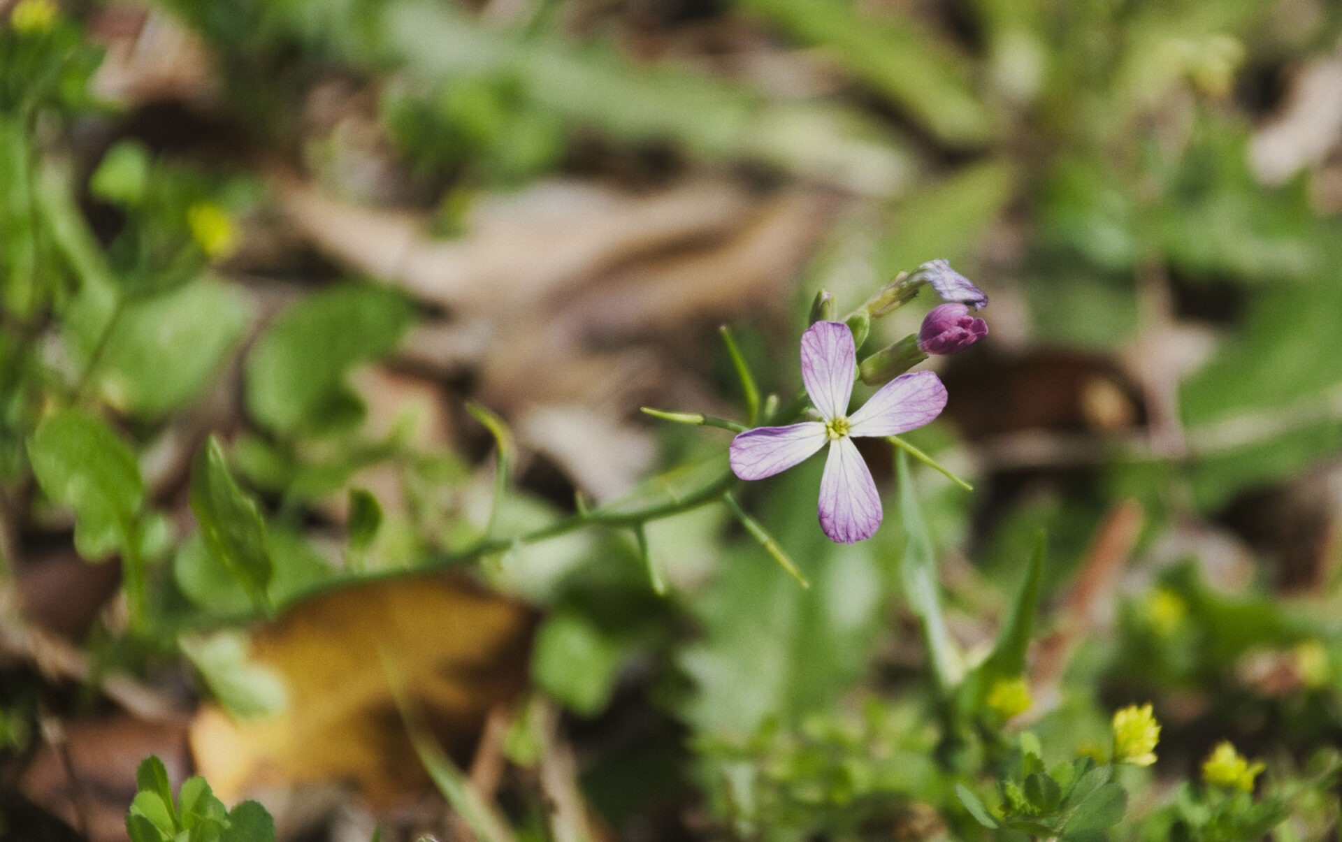 [NIKON D5500 / TAMRON 18-200mm / ChatGPT] Nature's Palette: A Journey Through Floral Splendor