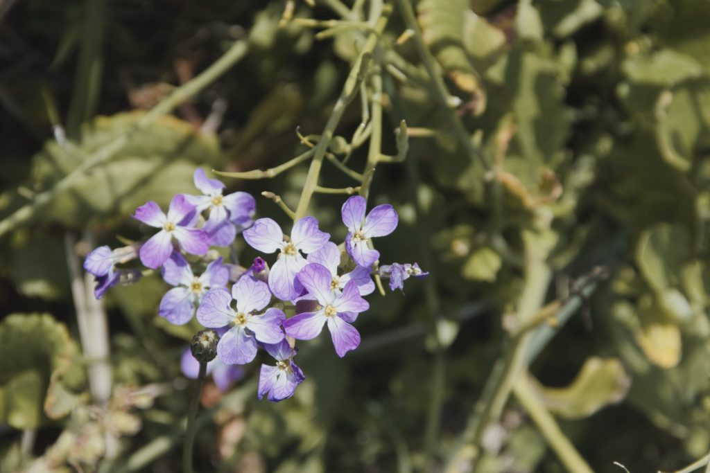 Flower photo