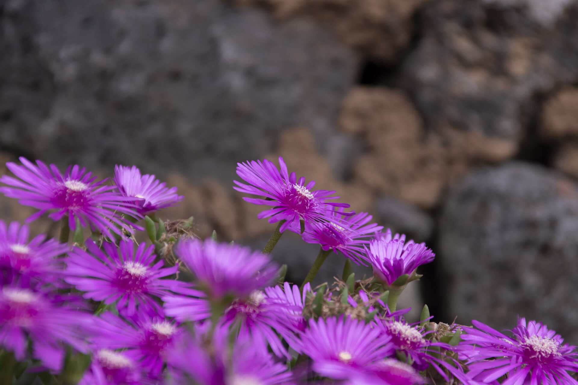 [NIKON D5500 / TAMRON 18-200mm] Capturing Nature's Palette: The Art of Flower Photography