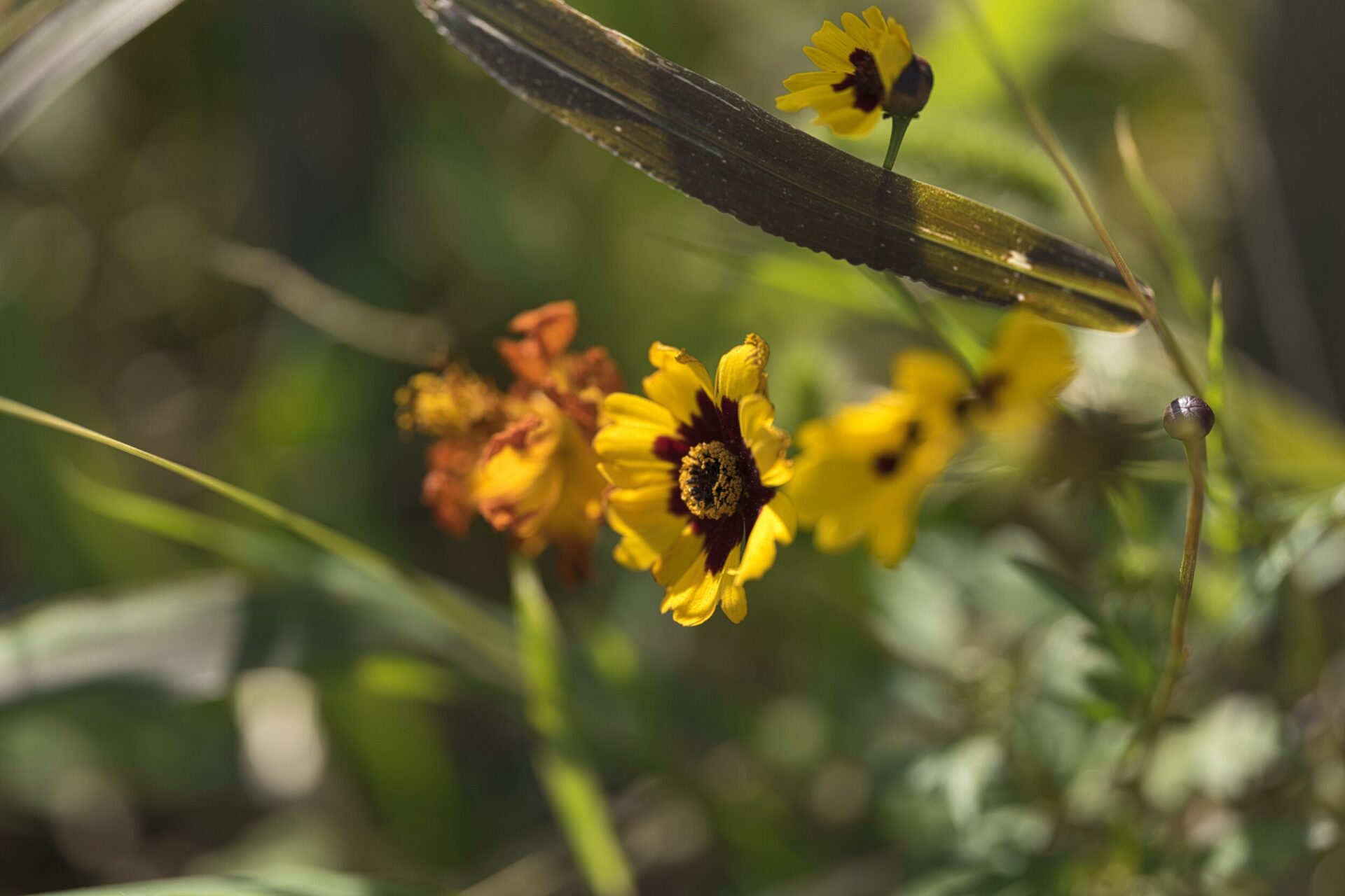 Panasonic Lumix S5 and SIGMA A 105mm MACRO Sample photos.