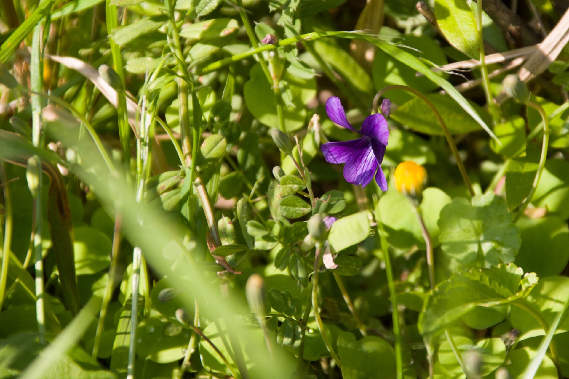 Flower Photo Collection.