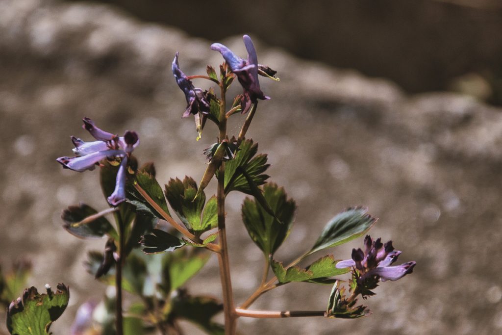 NIKON D5500 / TAMRON 18-200mm
