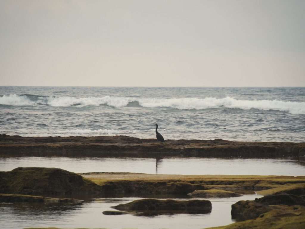 Jeju nature escape
<p>PANASONIC LUMIX G95D_G99D" class="wp-image-1165"/></figure></p>
<!-- /wp:image -->
<!-- wp:heading {