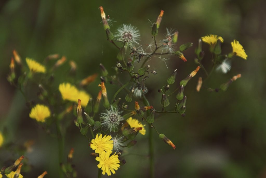 NIKON D5500 / TAMRON 18-200mm