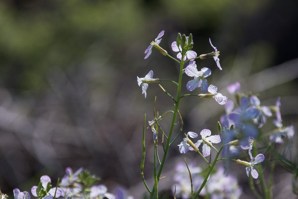 Flower photo