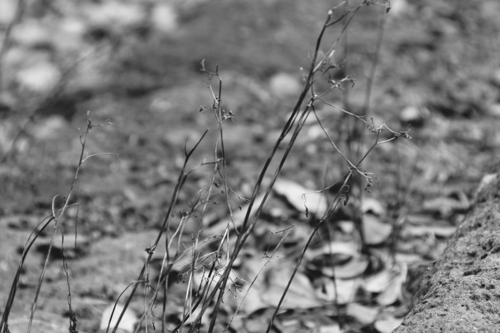 Flower photo