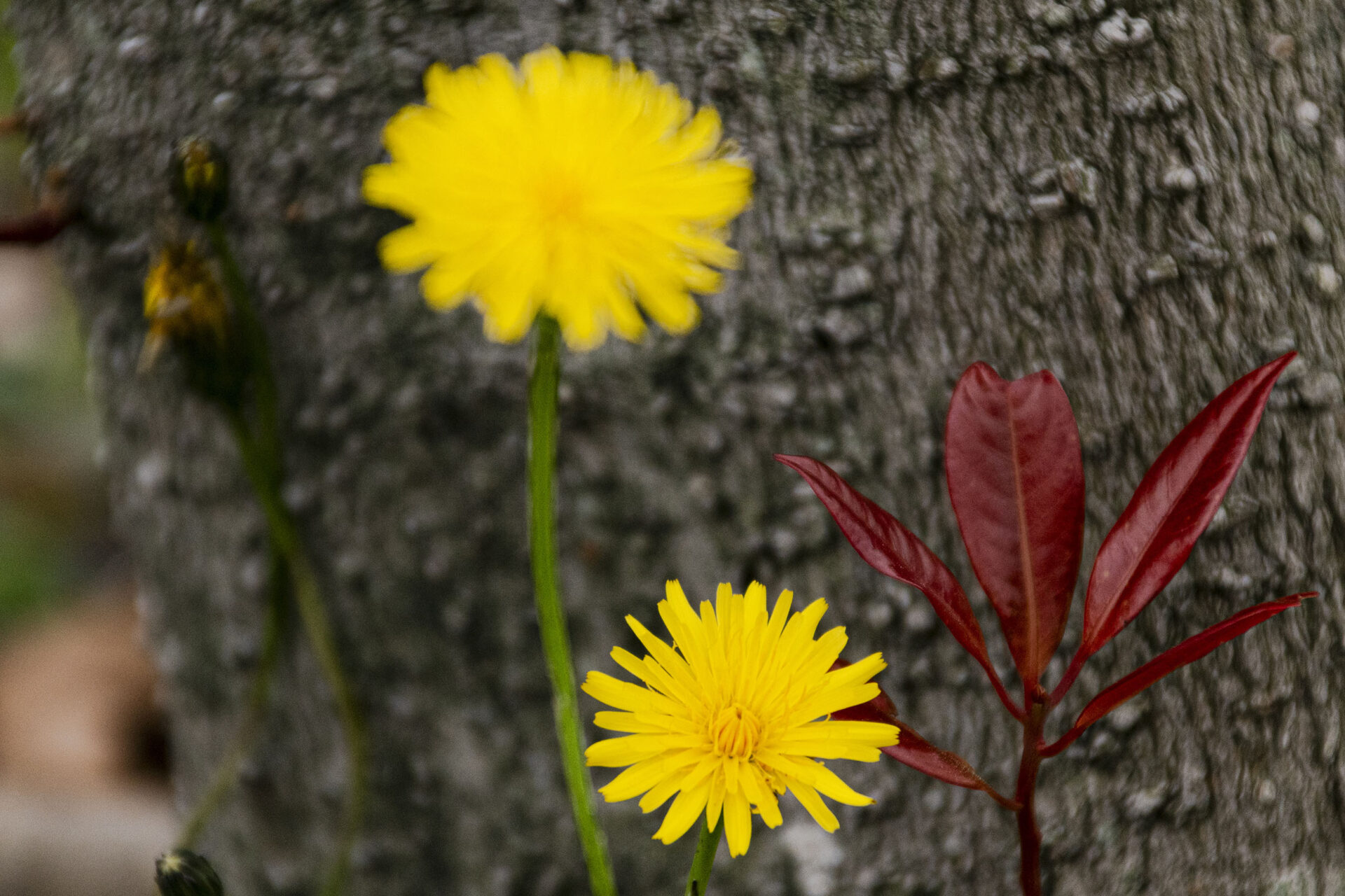 [NIKON D5500 / TAMRON 18-200mm] 花的乐园 探索绚丽花海的奇妙世界