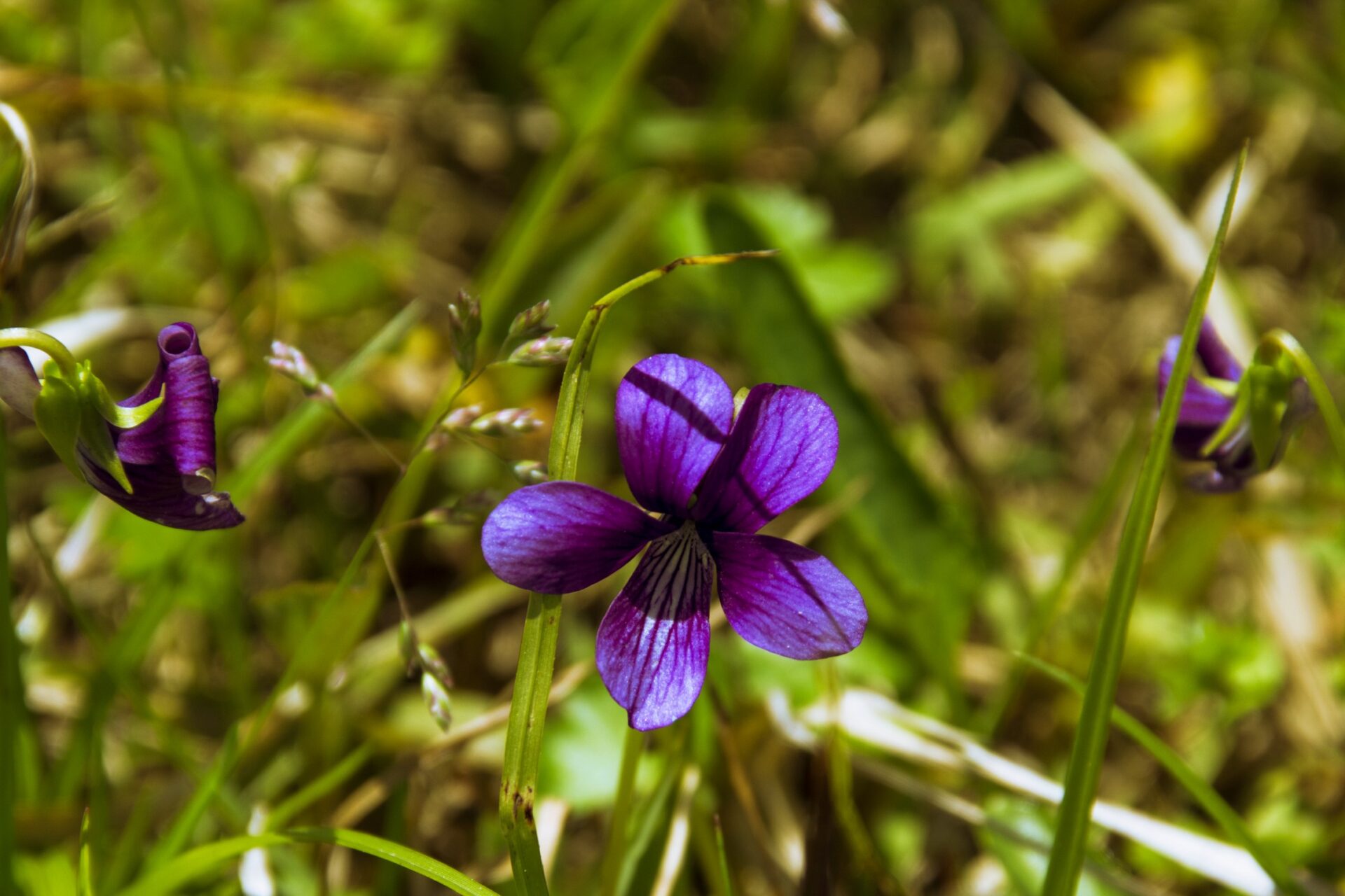 The Magic of Flowers: Capturing the Enchantment of Nature