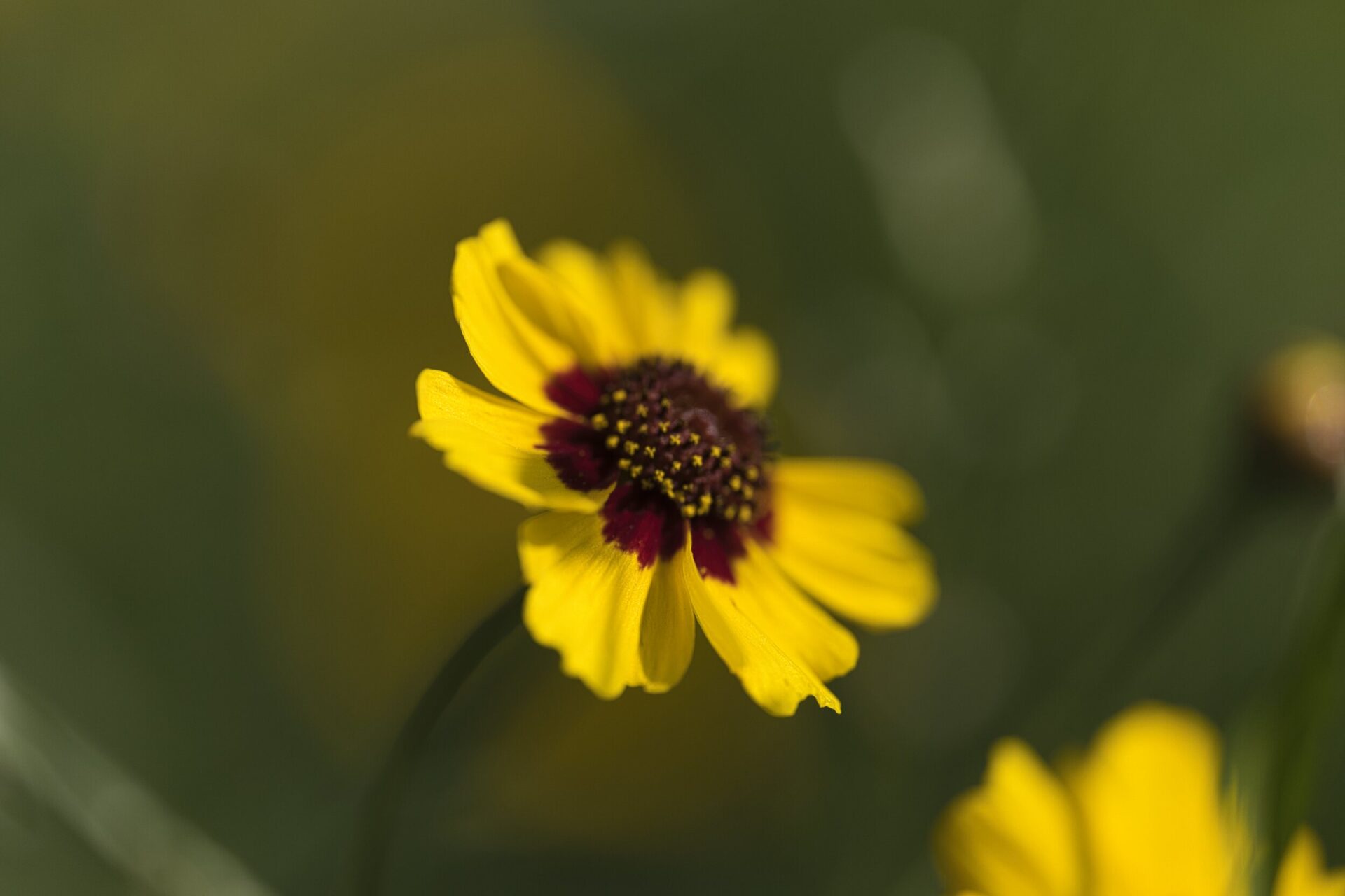 Panasonic Lumix S5 and SIGMA A 105mm MACRO Sample photos 2