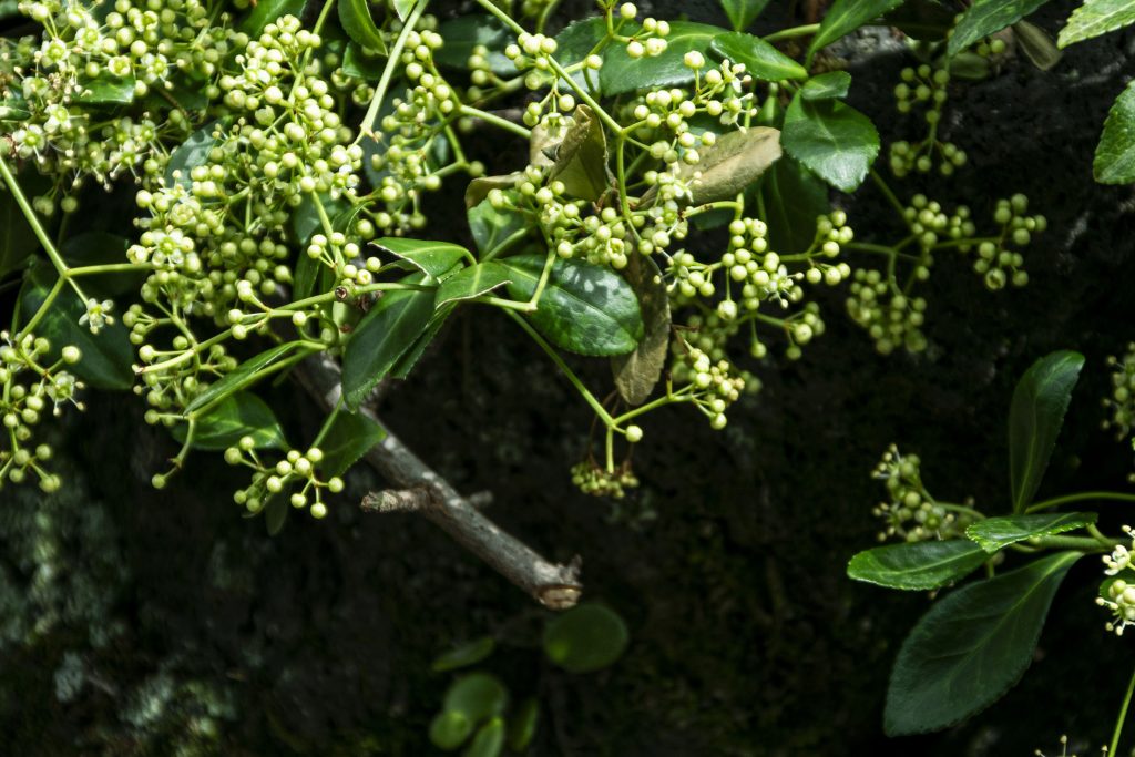 Cuộc sống qua những bức hình
<p>NIKON D5500 / TAMRON 18-200mm" class="wp-image-630"/></figure></p>
<!-- /wp:image -->
<!-- wp:paragraph -->
<p>Ngôn ngữ của ánh sáng: </p>
<!-- /wp:paragraph -->
<!-- wp:paragraph -->
<p>Phần này sẽ bóc tách phép màu của ánh sáng và cách nó tạo nên bản chất của một bức hình. Từ hoàng hôn rực rỡ ánh vàng cho đến bóng đổ mang lại chiều sâu và bí ẩn, chúng tôi sẽ thảo luận về cách ánh sáng có thể biến một cảnh thường thành một tác phẩm nghệ thuật cuốn hút.</p>
<!-- /wp:paragraph -->
<!-- wp:paragraph -->
<p></p>
<!-- /wp:paragraph -->
<!-- wp:image {