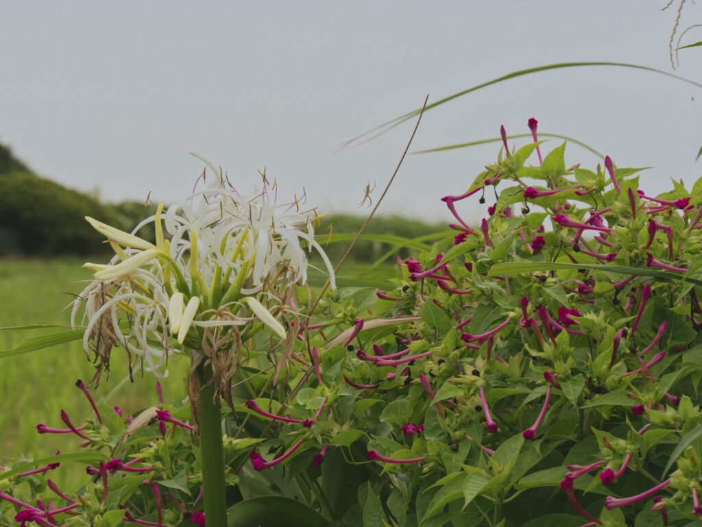 Jeju nature escape
<p>PANASONIC LUMIX G95D_G99D" class="wp-image-1166"/></figure></p>
<!-- /wp:image -->
<!-- wp:heading {