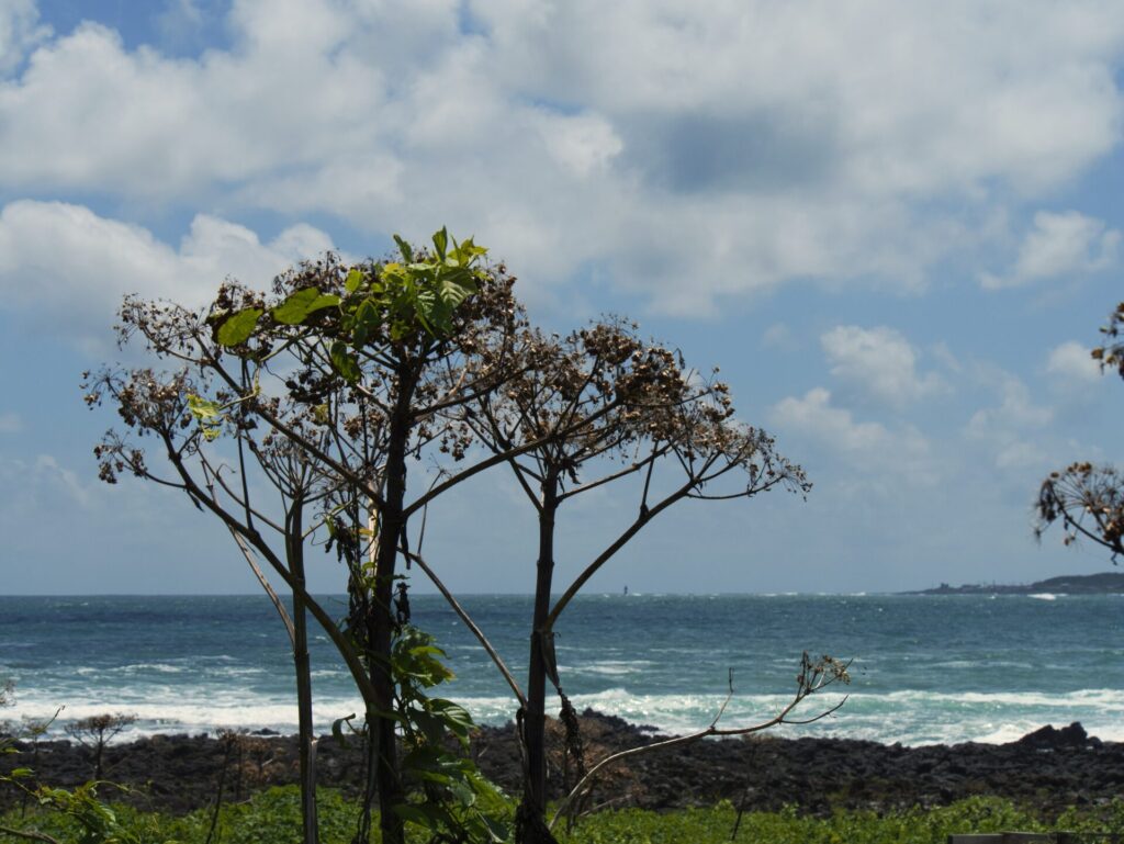 Jeju nature escape
<p>PANASONIC LUMIX G95D_G99D" class="wp-image-1168"/></figure></p>
<!-- /wp:image -->
<!-- wp:heading {