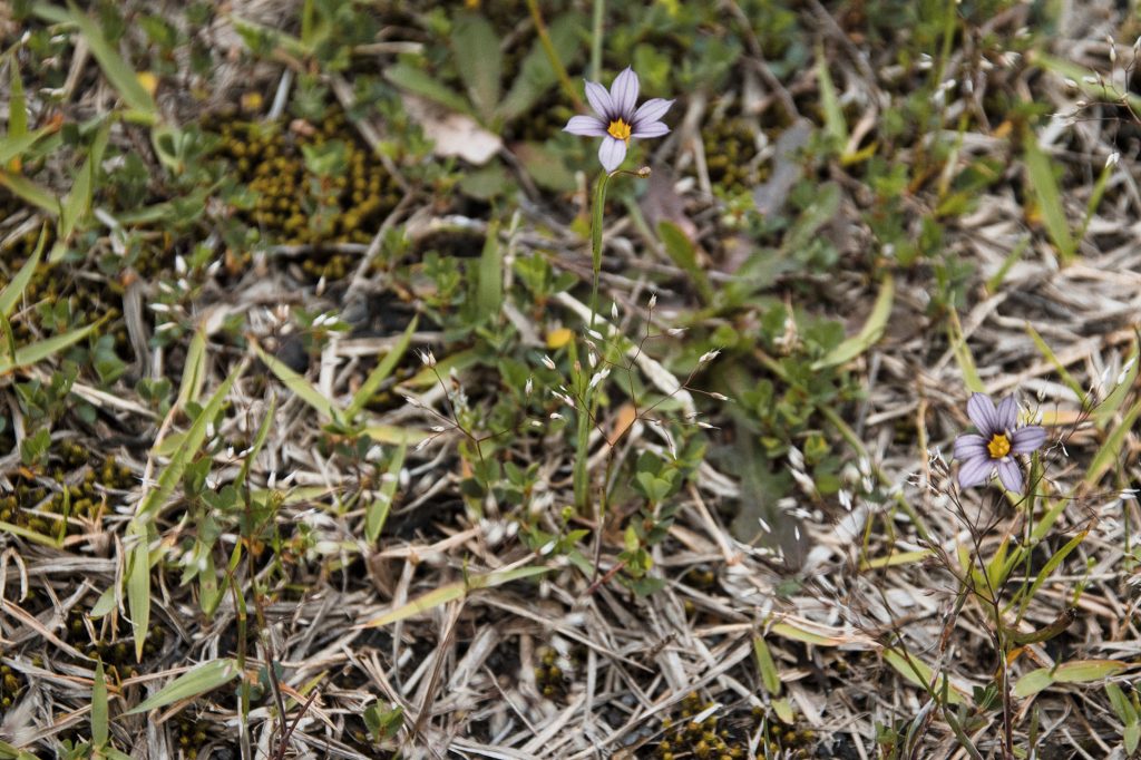 Flower photo