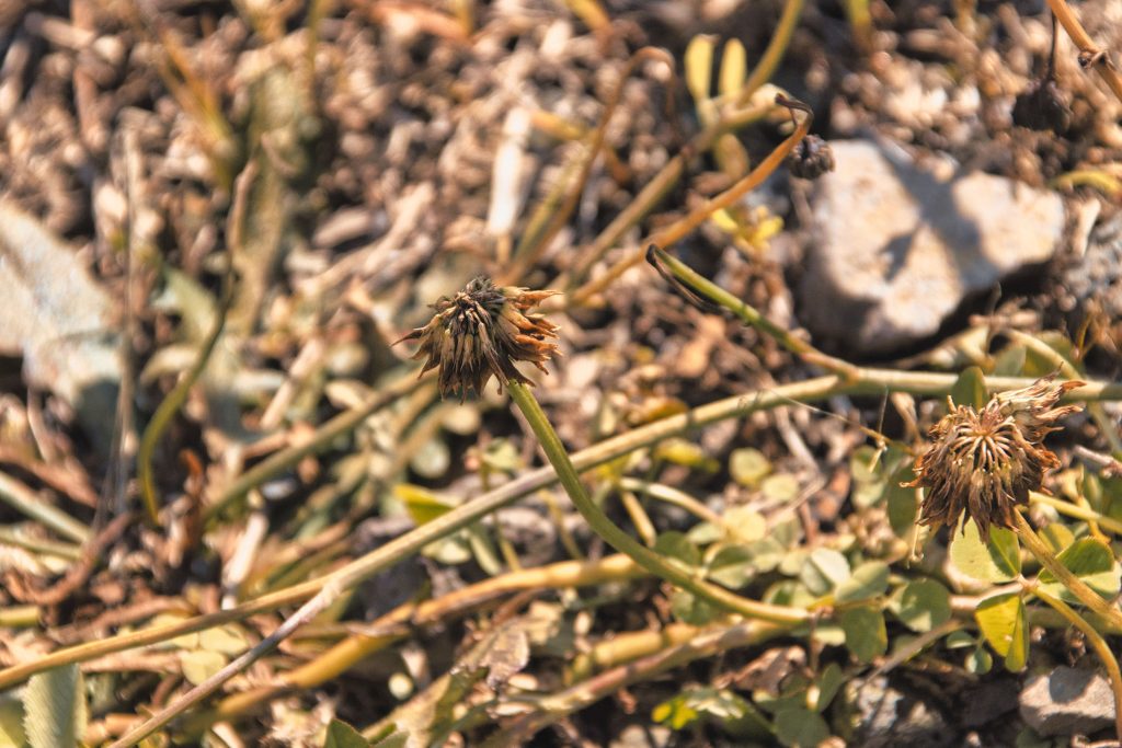 NIKON D5500