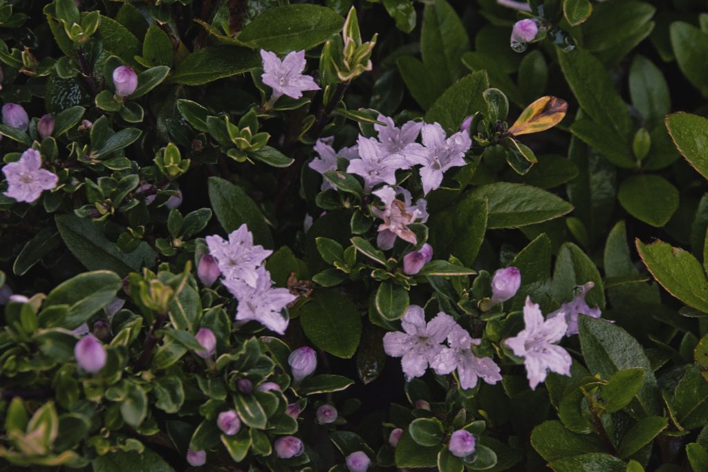 NIKON D5500