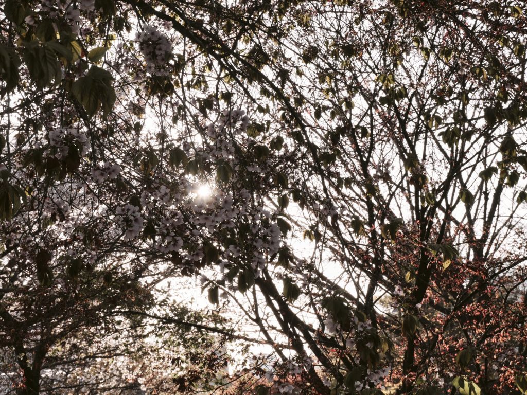 花照片