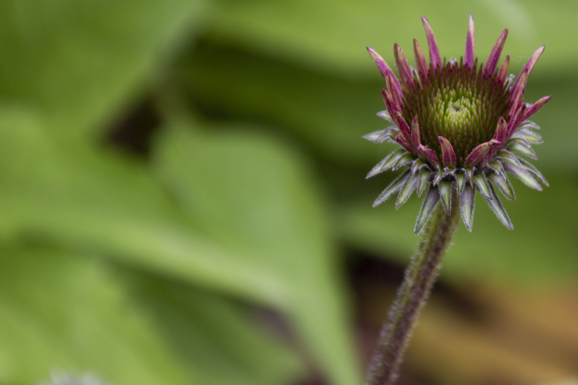 [NIKON D5500 / TAMRON 18-200mm] Garden Gems: The Allure of Flower Photography