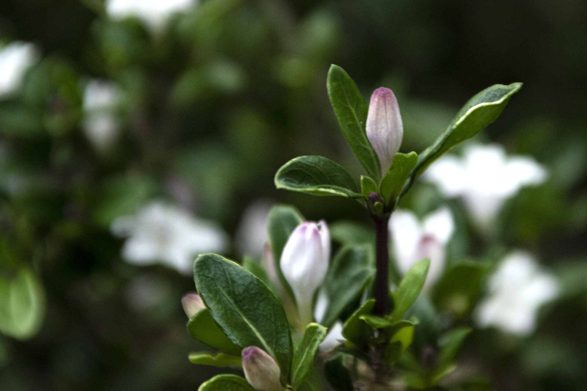 [NIKON D5500 / TAMRON 18-200mm / ChatGPT] Blooming Beauty: Capturing the Elegance of Flowers