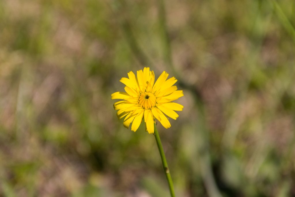Flower photo