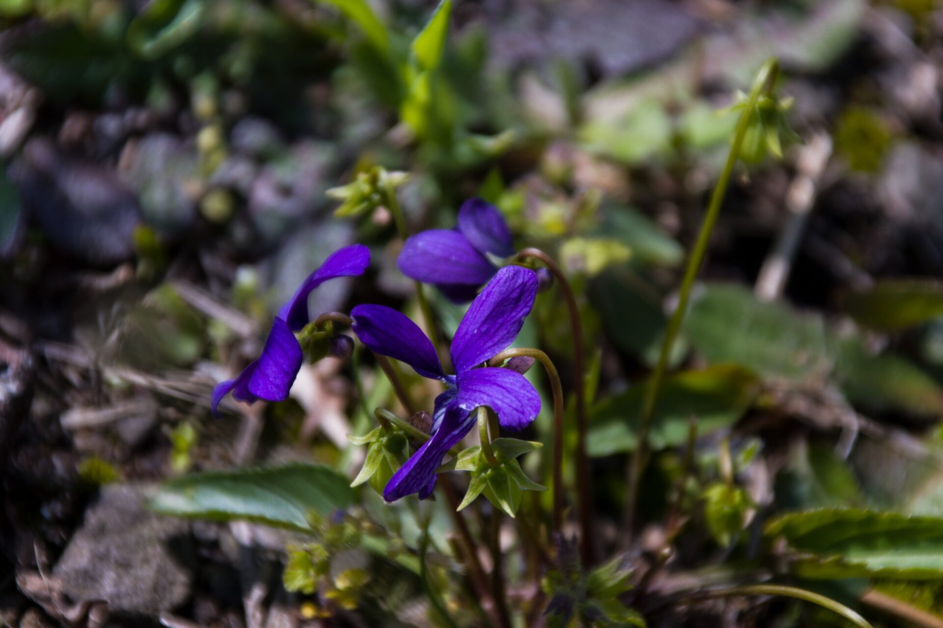 Garden of Fantasia: The Enchanting Paradise of Beautiful Flowers