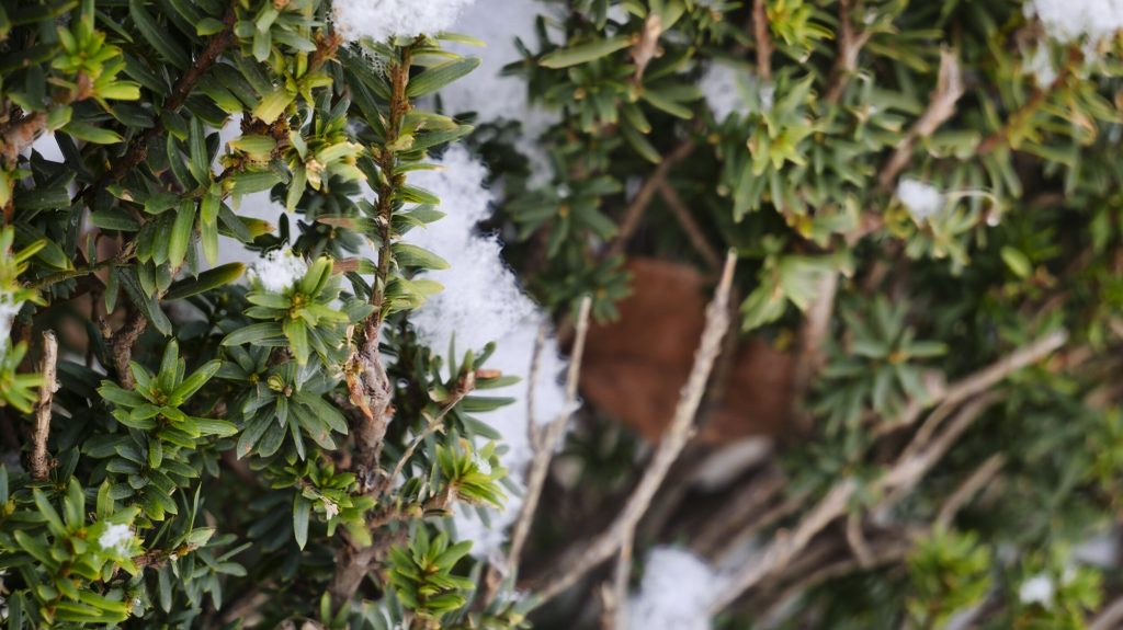 雪の写真
<p>PANASONIC G95D LUMIX G VARIO 12-60mm Daily photo" class="wp-image-668"/></figure></p>
<!-- /wp:image -->
<!-- wp:paragraph -->
<p></p>
<!-- /wp:paragraph -->
<!-- wp:image {