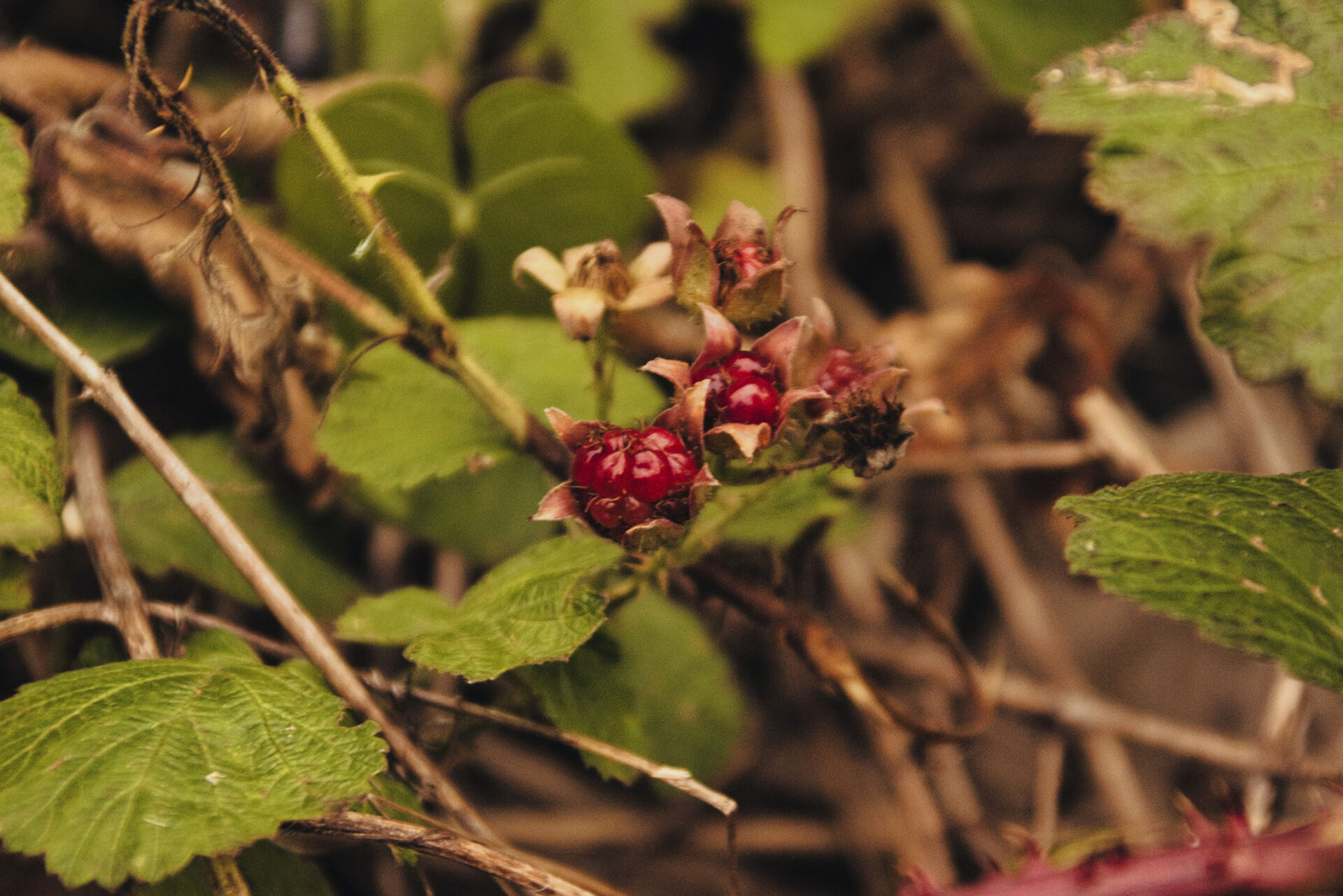 [NIKON D5500 / TAMRON 18-200mm] The Language of Flowers: Unveiling the Hidden Meanings