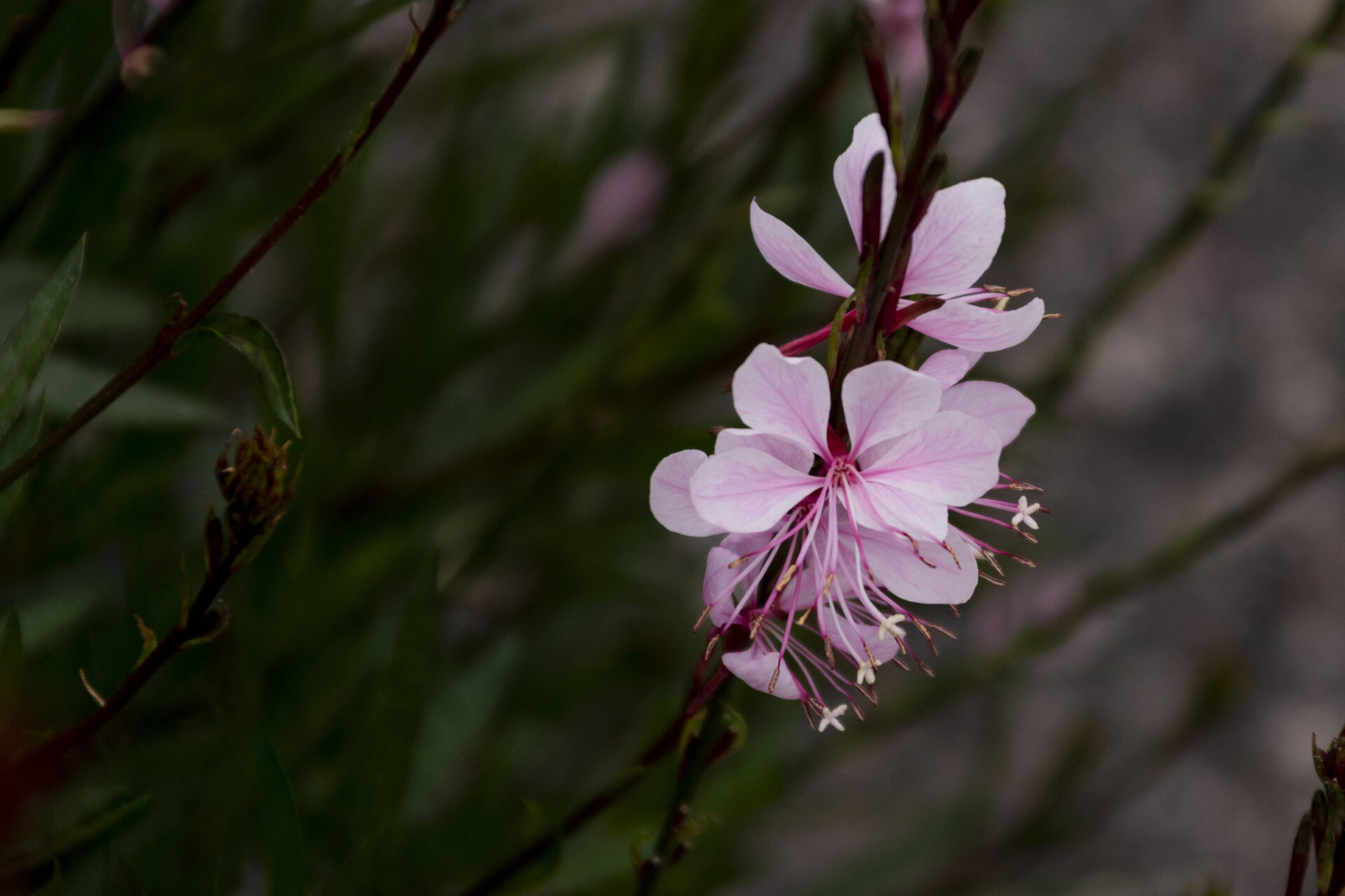 [NIKON D5500 / TAMRON 18-200mm] 自然のパレット：花々の鮮やかな旅