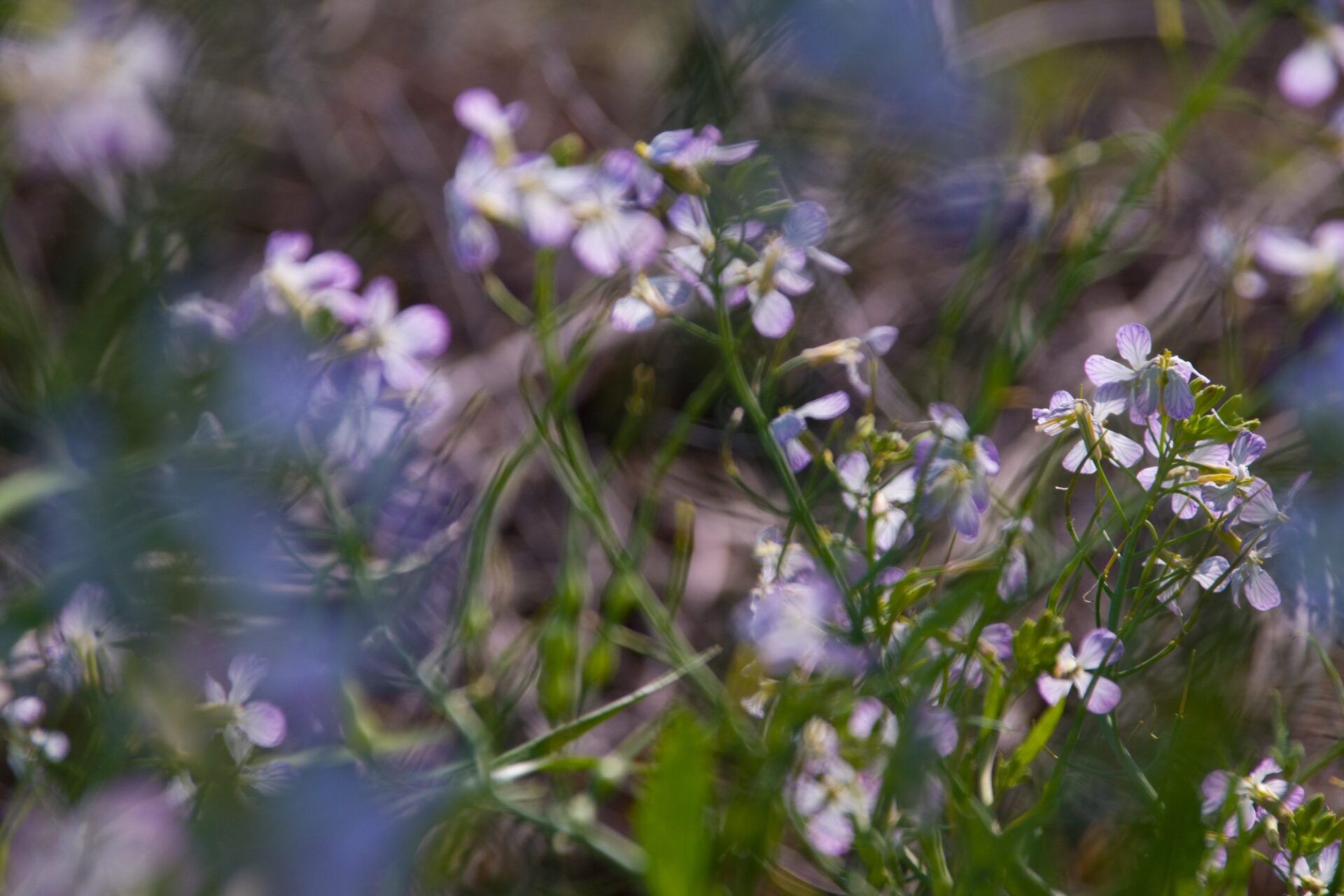 Blooming Beauties: A Photo Collection of Stunning Flowers