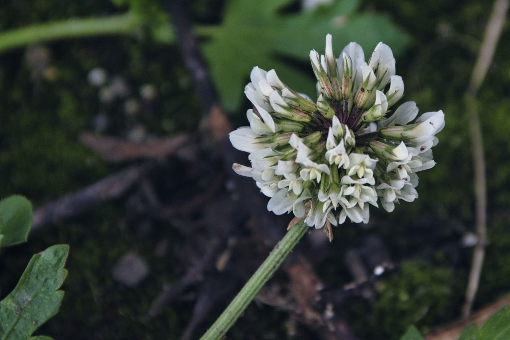 NIKON D5500