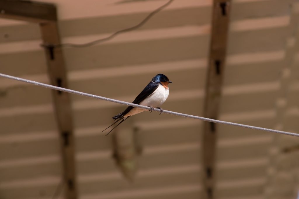 Bird photo