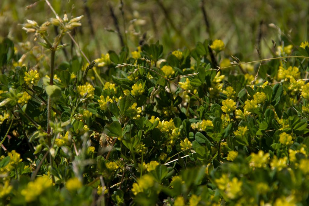 Flower photo