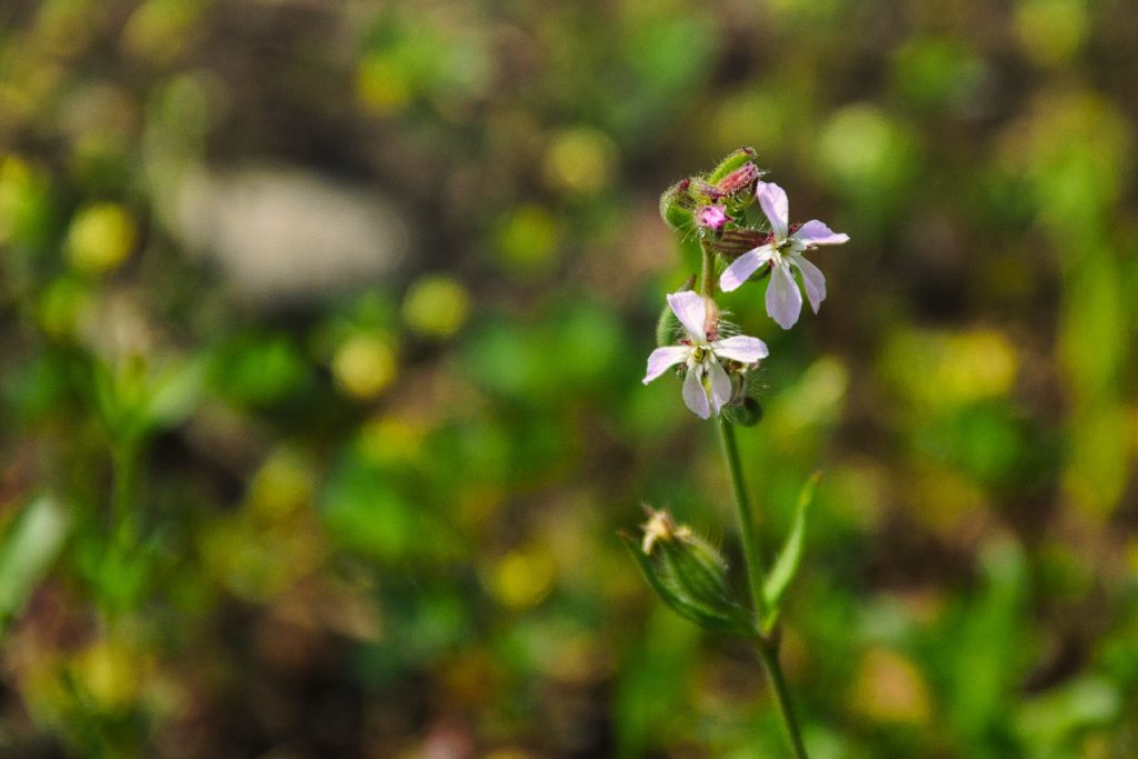 Flower photo

NIKON D5500 TAMRON 18-200mm Journey